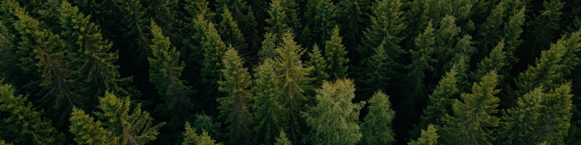 Environment picture of green tree tops